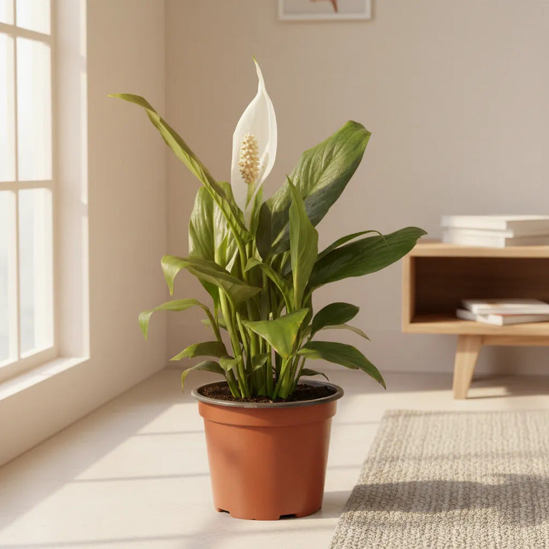 Cuna De Moises Spatifilum/spathyphillum Grande Con Flor 70cm Blanco