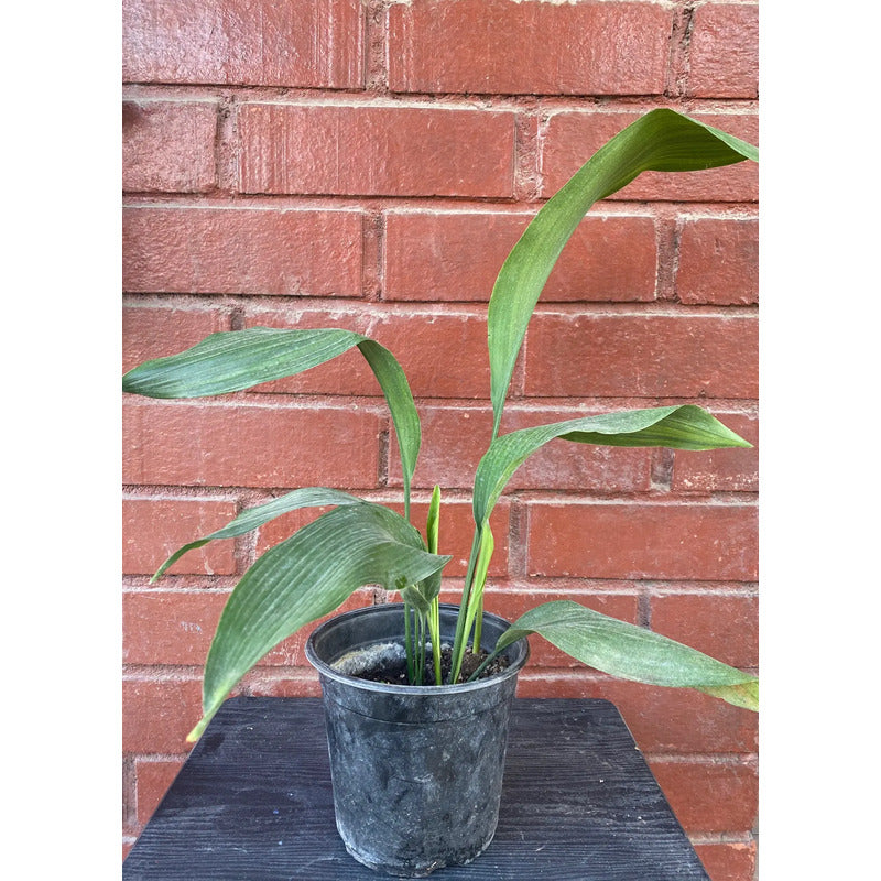 Aspidistra Planta Interior