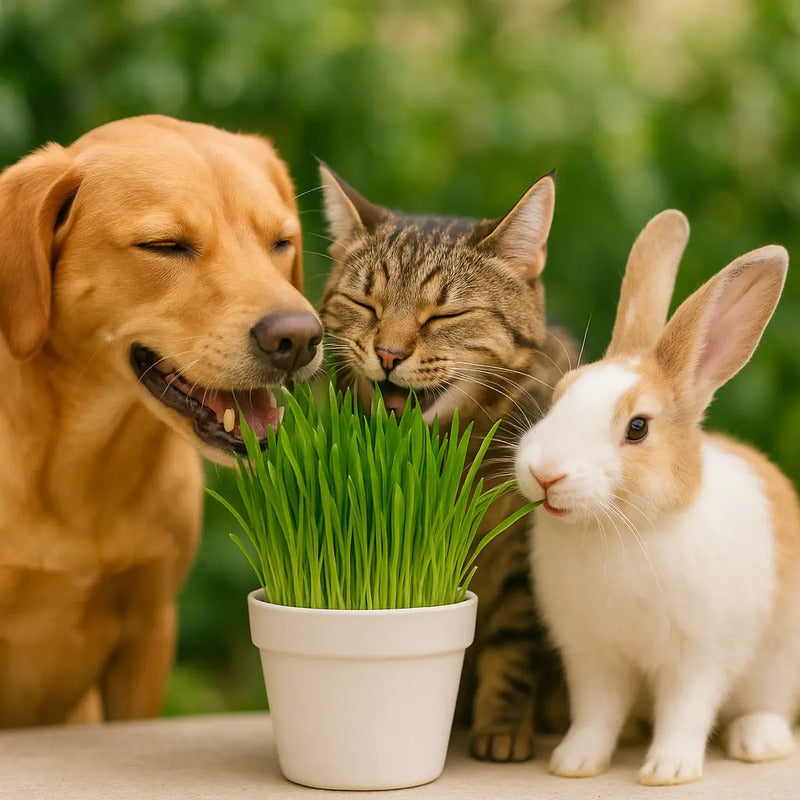 Pasto Para Gatos/ Hierba Gatera Para Mascotas