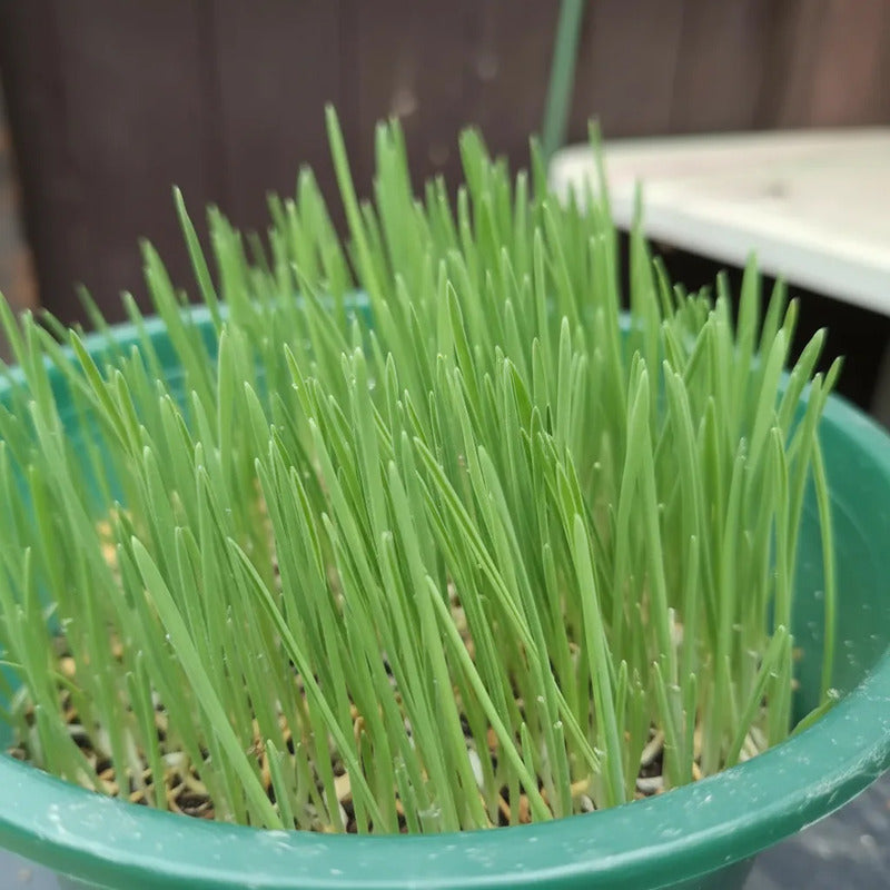 Pasto de Trigo para Gatos - Planta Lista Para Consumo