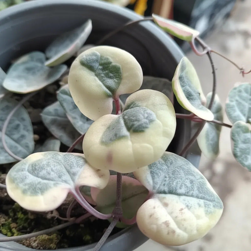 Ceropegia Woodi Variegada Cadena De Corazones Suculenta