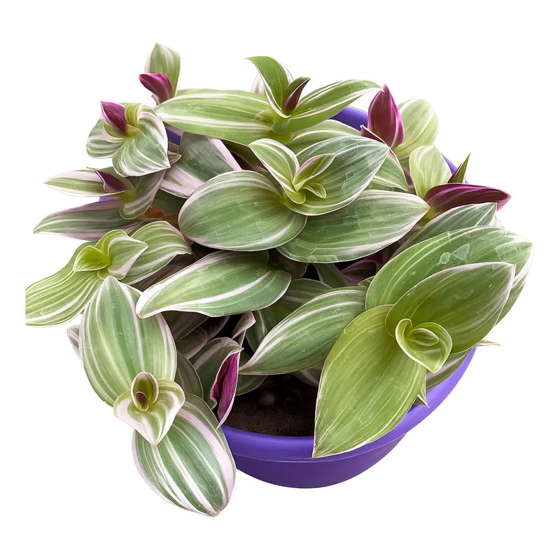 Tradescantia Nanouk Pink