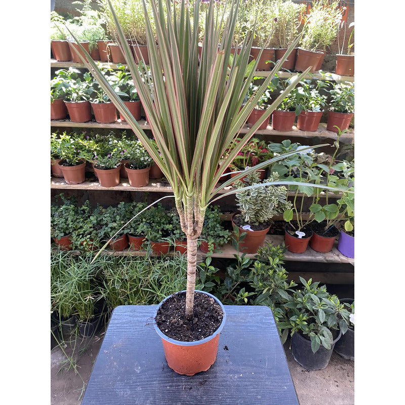 Palmera Interior Dracena Marginata 60cm Verde