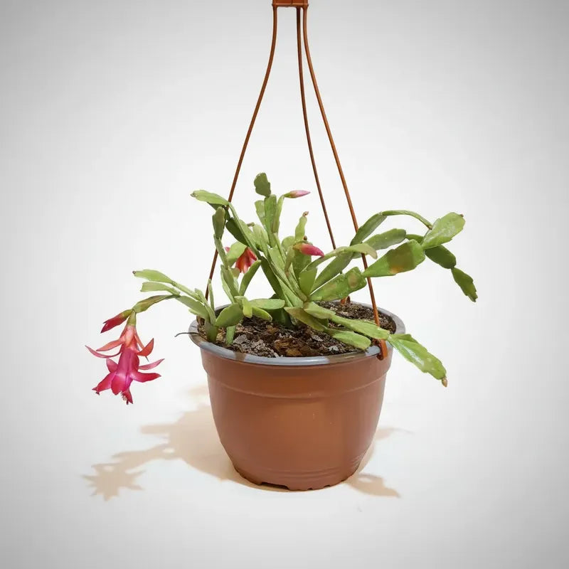 Cactus De Navidad / Patita De Jaiba