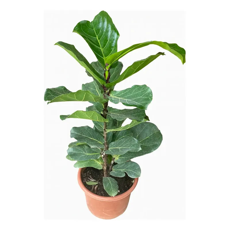 Ficus Lyrata / Gomero Pera Grande 1 Metro