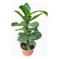 Ficus Lyrata / Gomero Pera Grande 1 Metro