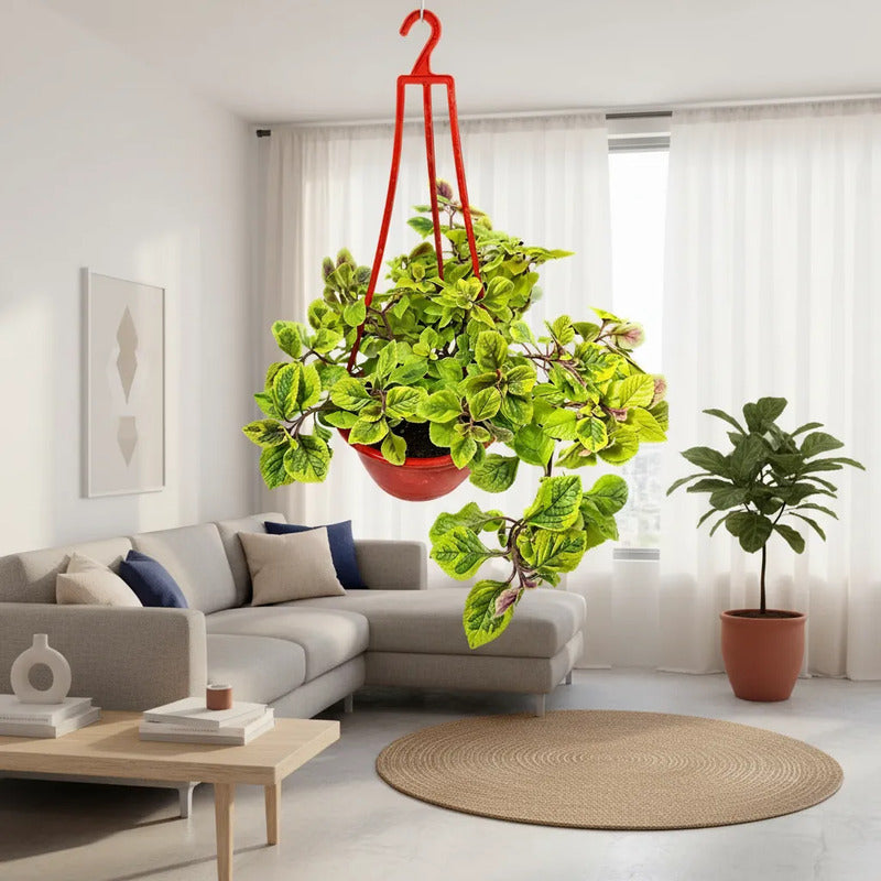 Dolar Variegado Planta Colgante Blanco