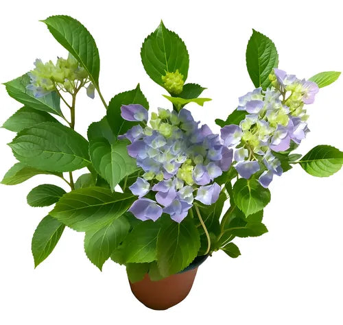 Hortensia Arbusto Ornamental