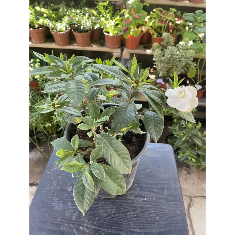 Jazmín Del Cabo/gardenia Grande