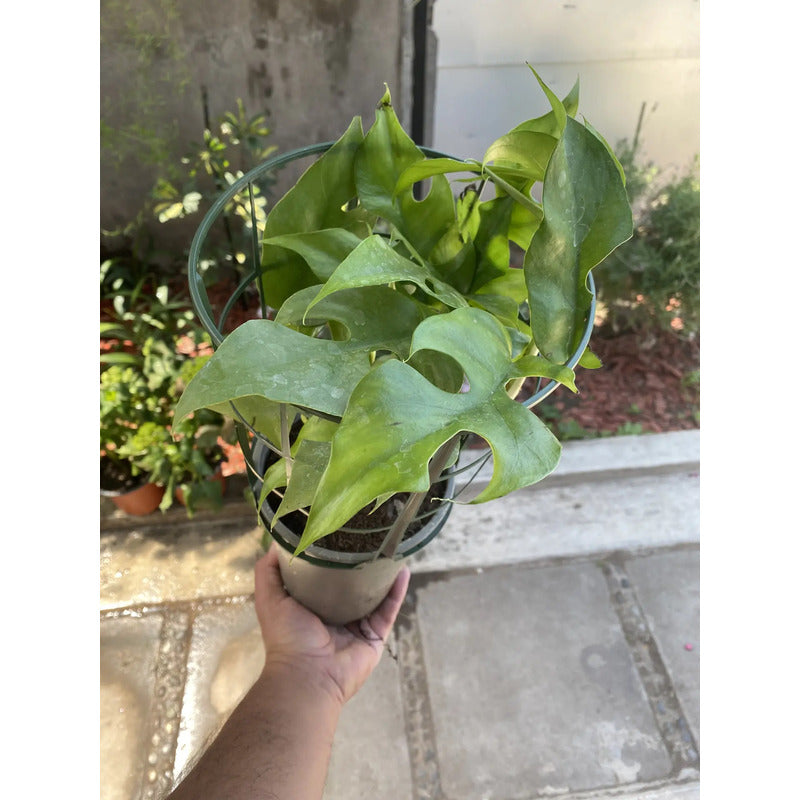 Rhaphidophora Tetrasperma Planta Trepadora/ Monstera Mini