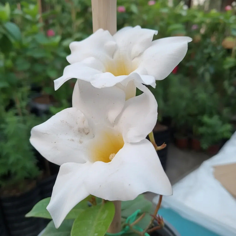 Dipladenia Mandevilla Planta Trepadora Ornamental Blanco
