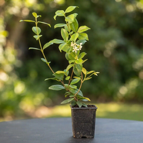 Jazmin Helice Pequeño Planta Enredadera Flor Aromatica