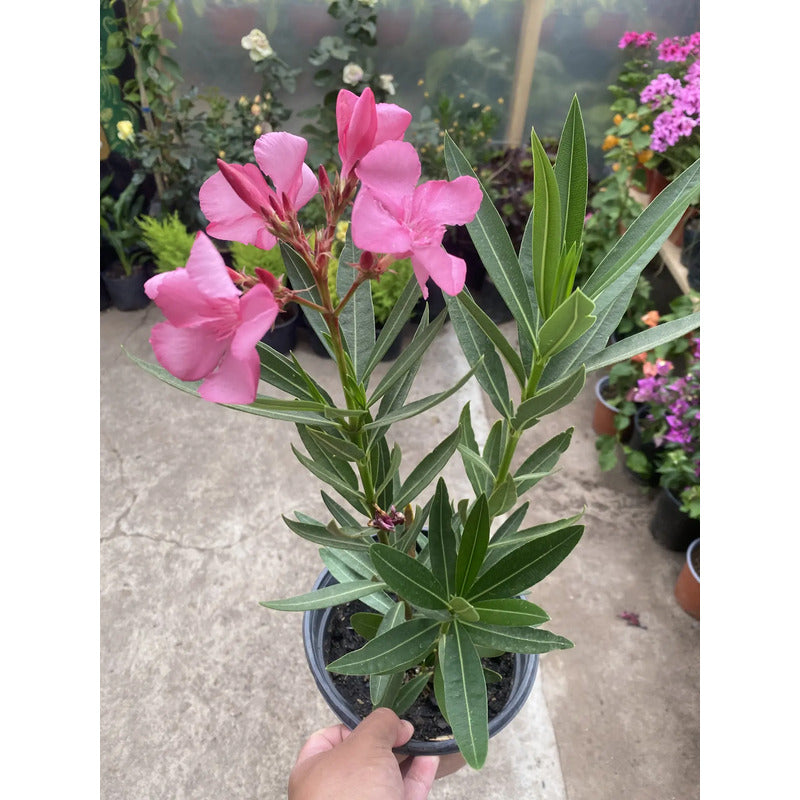 Laurel De Flor 70cm Planta Exterior Diferentes Colores