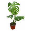 Philodendro Monstera Deliciosa Grande/ Costilla De Adan