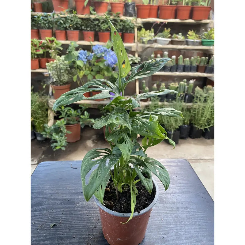 Monstera Obliqua Planta Colgante Trepadora