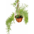 Helecho Esparrago Planta Colgante