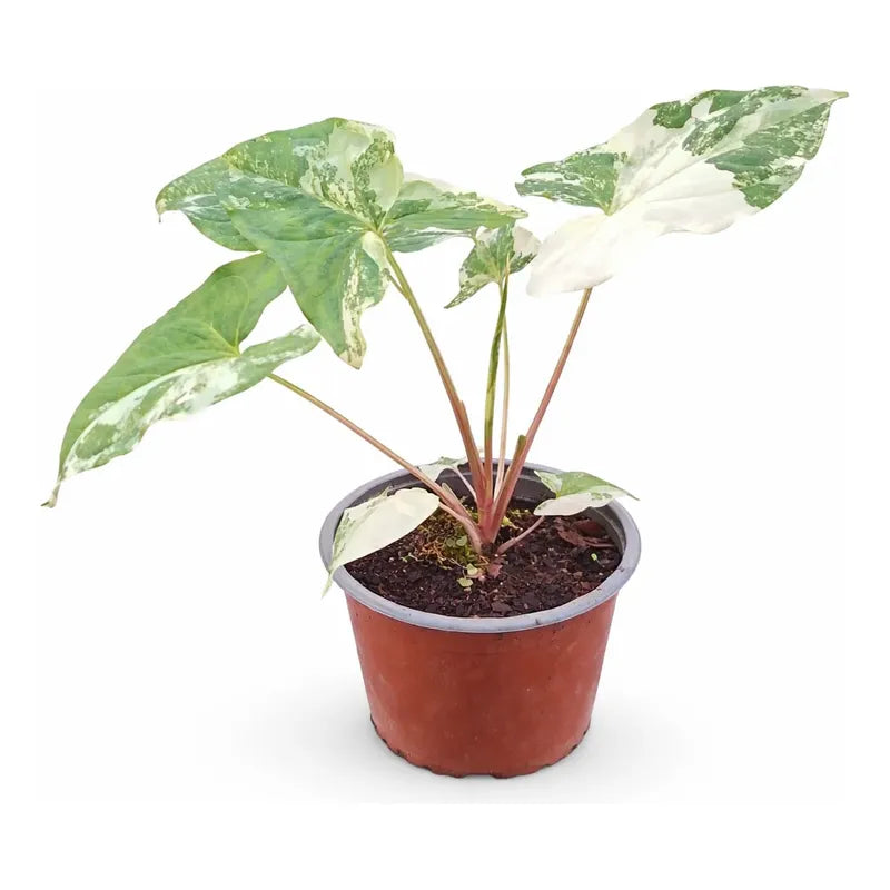 Singonio Variegado Planta Trepadora