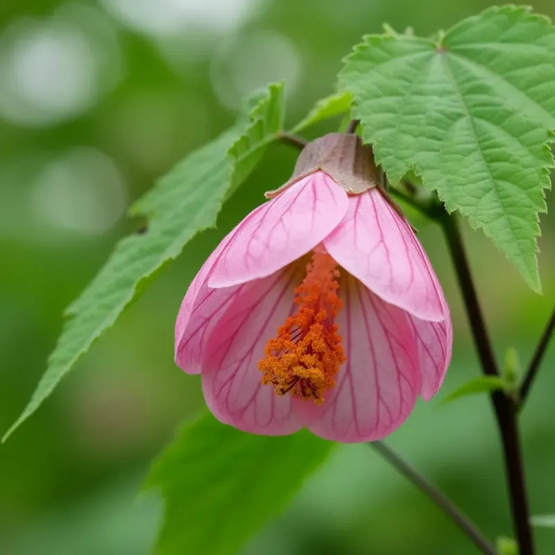 Abutilon Farolito Chino Arbusto Ornamental Pequeño 40cm Rosa