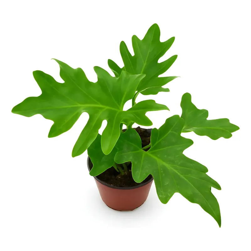 Philodendro Paraguayo Pequeño