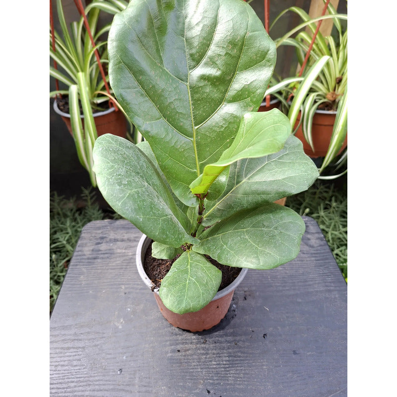Ficus Lyrata Pequeño/ Gomero Pera Planta De Interior
