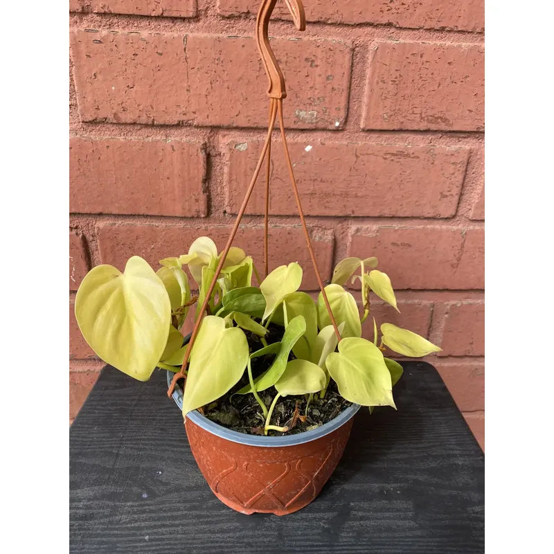 Philodendro Cordatum Lemon