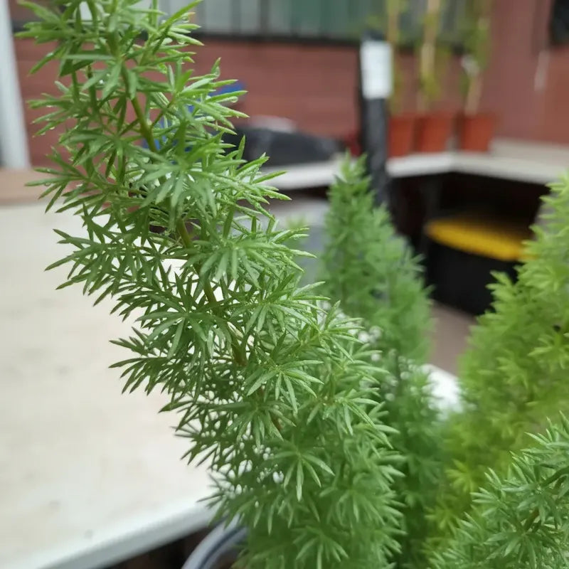 Helecho Meyeri 30 Cm Planta De Interior