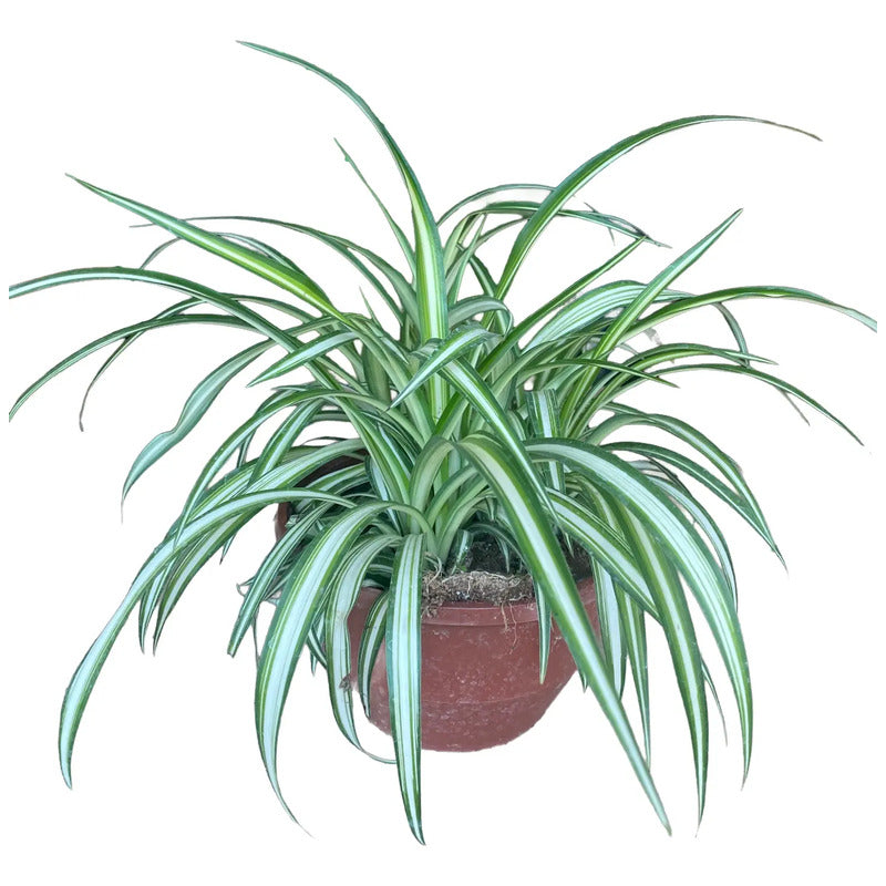 Cinta Variegada/mala Madre