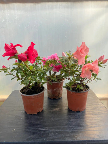 Azalea Pequeña Planta Ornamental