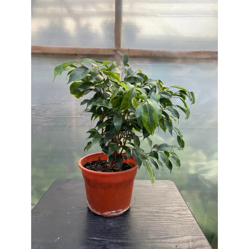 Ficus Benjamina Anastasia