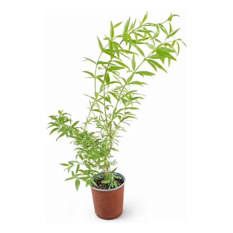 Arbol Cedron 90cm Hierba Aromática Y Medicinal