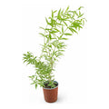Arbol Cedron 90cm Hierba Aromática Y Medicinal