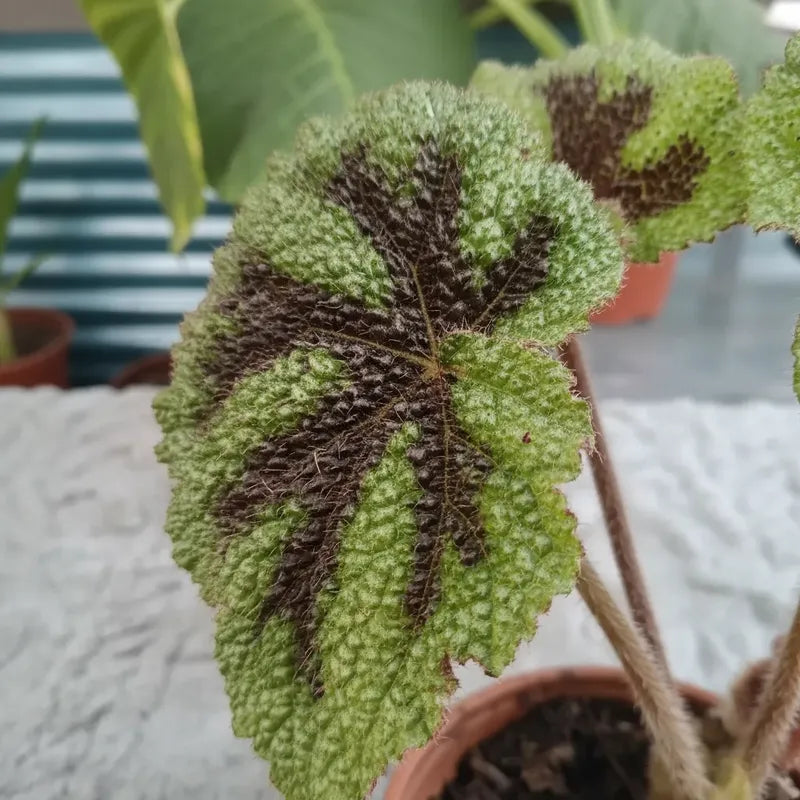 Begonia Cruz De Hierro/ Begonia Masoniana
