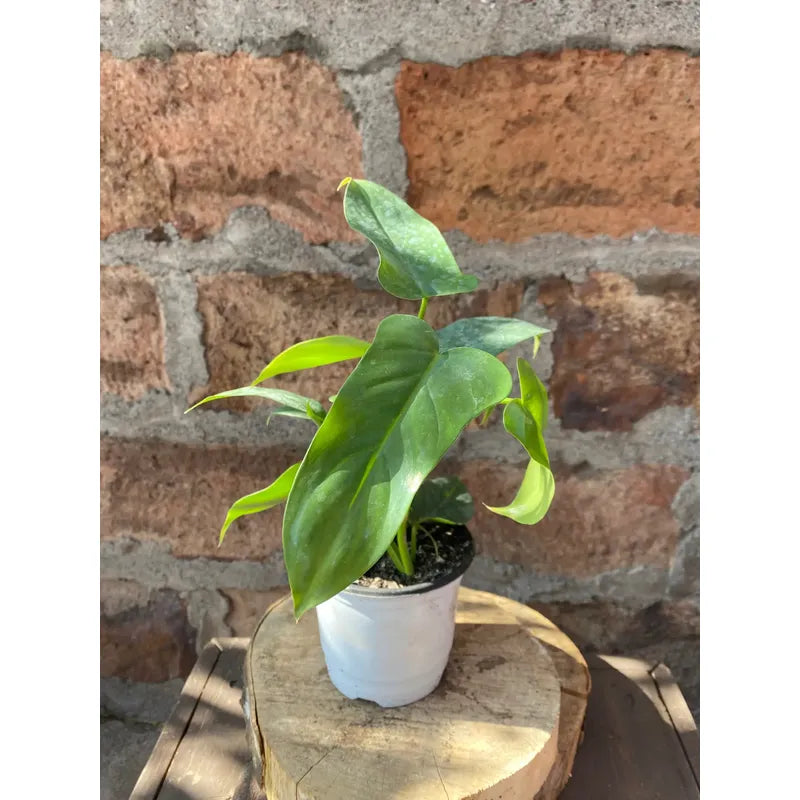 Philodendro Panduriforme Planta Trepadora