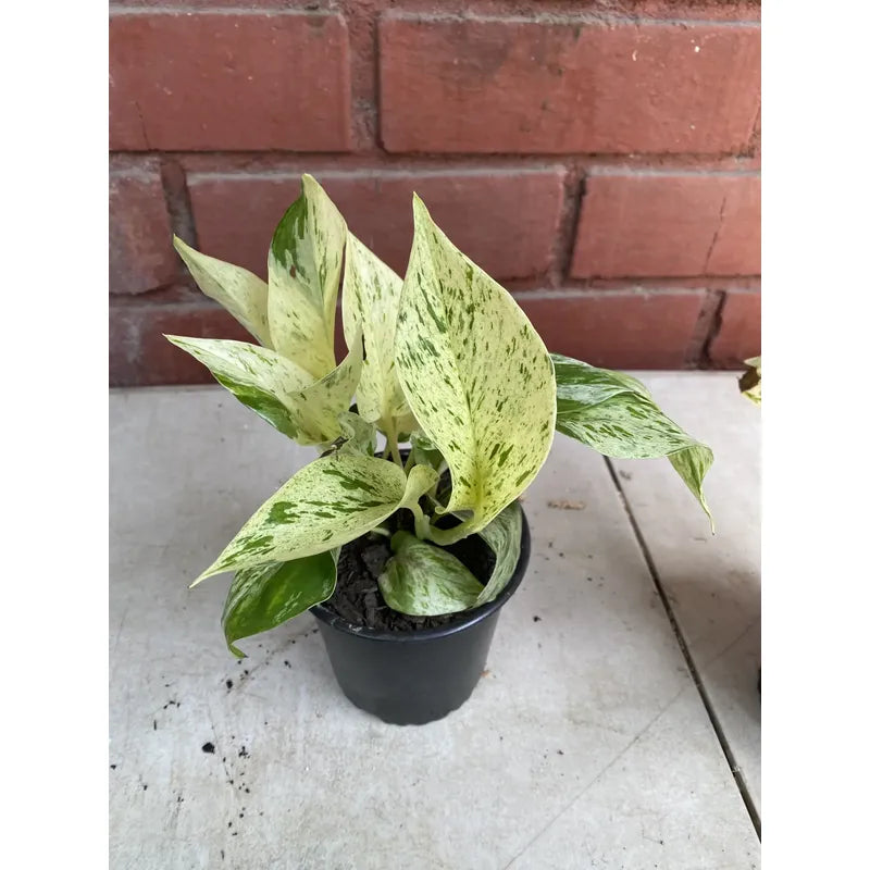 Potus Marble Queen Planta Trepadora/colgante
