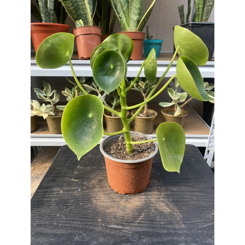 Cucharita Peperomia