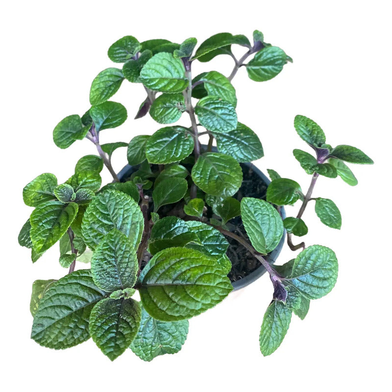 Dolar Negro Grande Planta Colgante