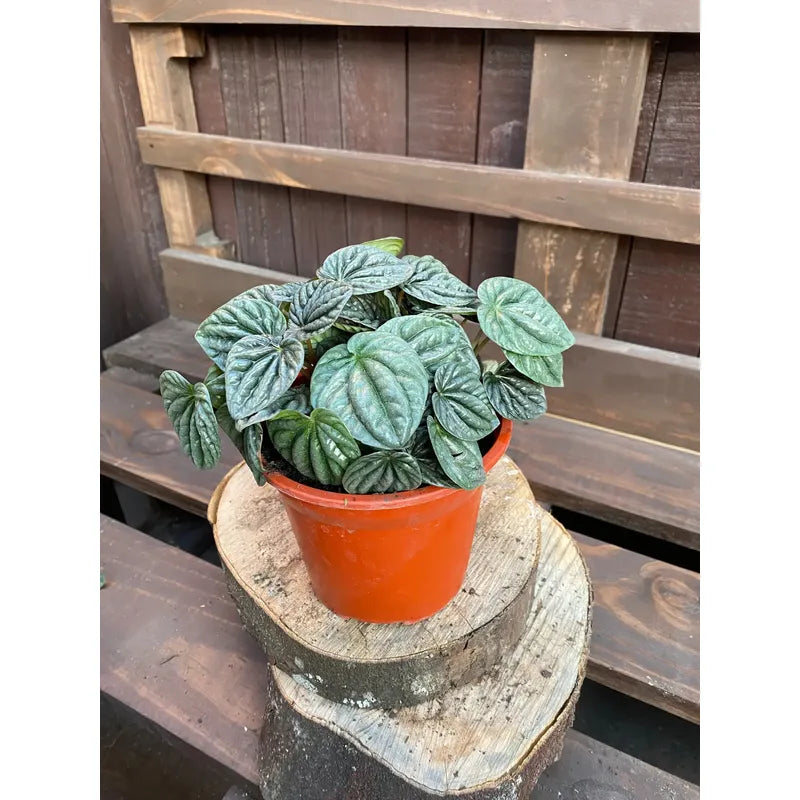 Peperomia Caperata/cáscara De Nuez