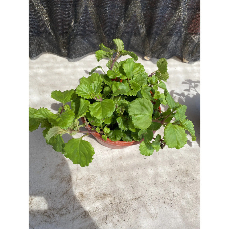 Dolar Verde Planta Colgante Blanco