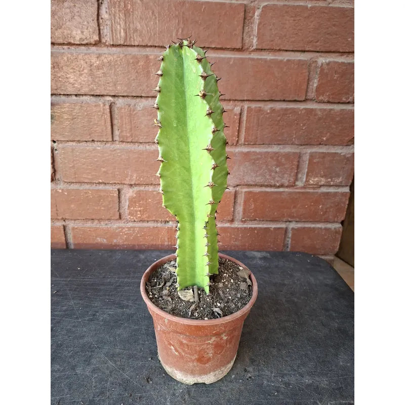 Cactus Candelabro 30cm