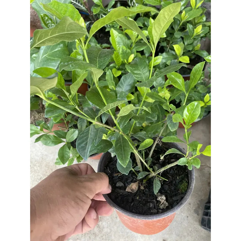 Gardenia / Jazmín Del Cabo Pequeño Planta Aromatica Blanco