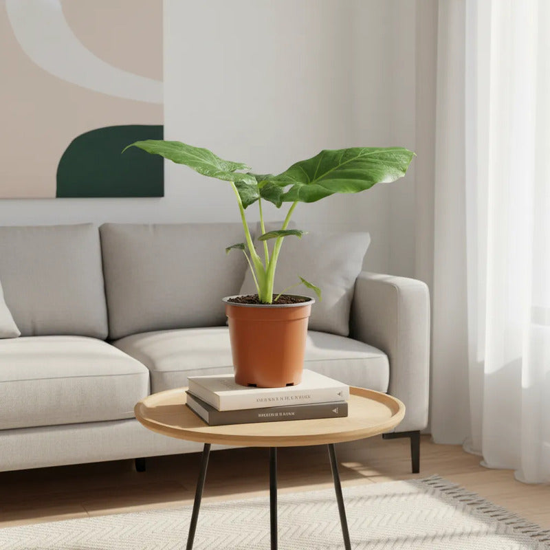 Alocasia Manto De Eva 40cm