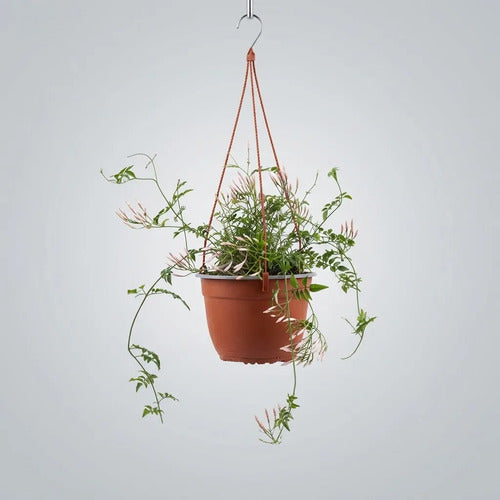 Jazmin Poleanta Colgange Planta Trepadoras Aromatica