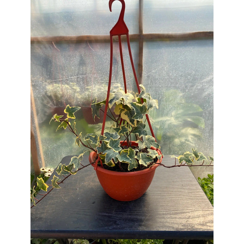 Hiedra Variegada Planta Trepadora
