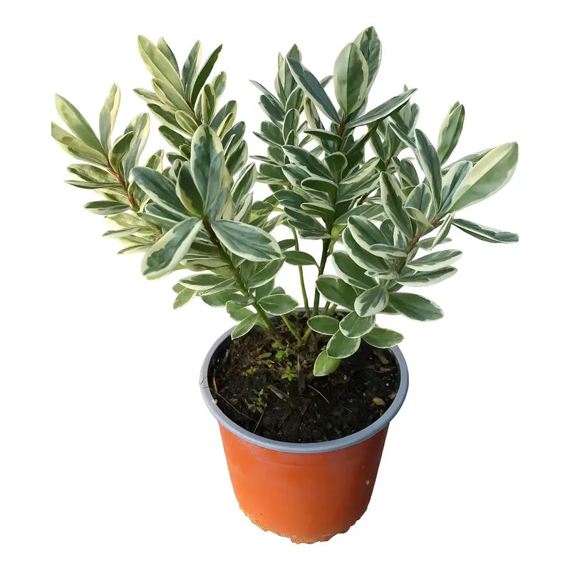 Verónica Variegada 30 cm — Arbusto Ornamental Exterior