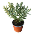 Verónica Variegada 30 cm — Arbusto Ornamental Exterior