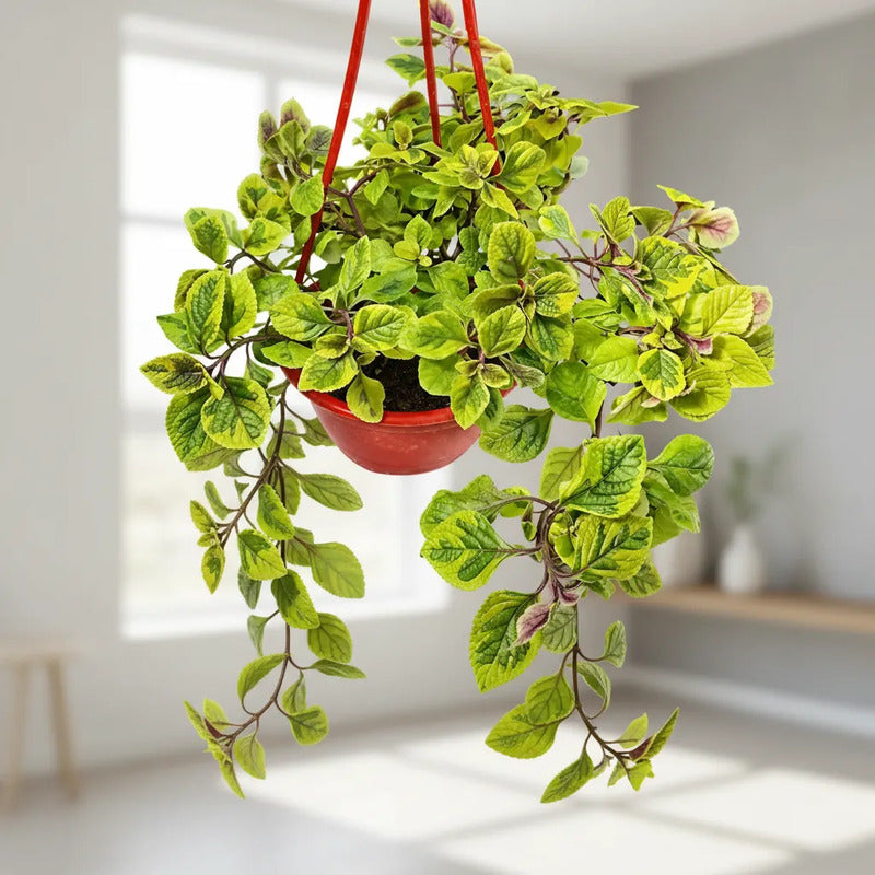 Dolar Variegado Planta Colgante Blanco