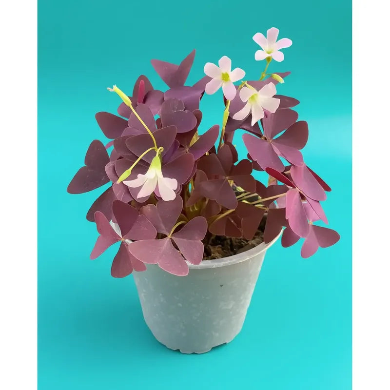 Oxalis Triangularis Trébol Morado