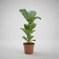 Ficus Lyrata/ Gomero Pera 70cm Planta Interior Ornamental
