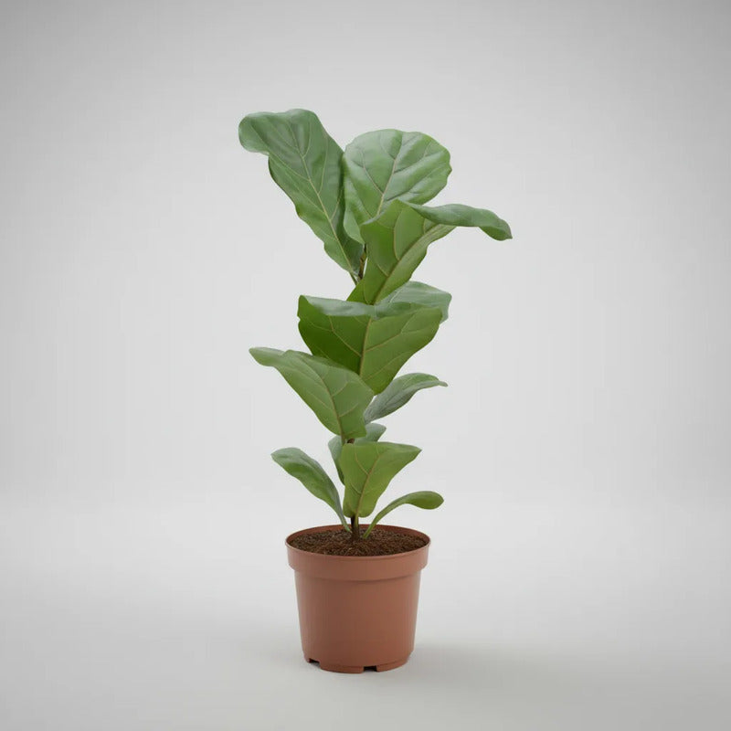 Ficus Lyrata/ Gomero Pera 70cm Planta Interior Ornamental
