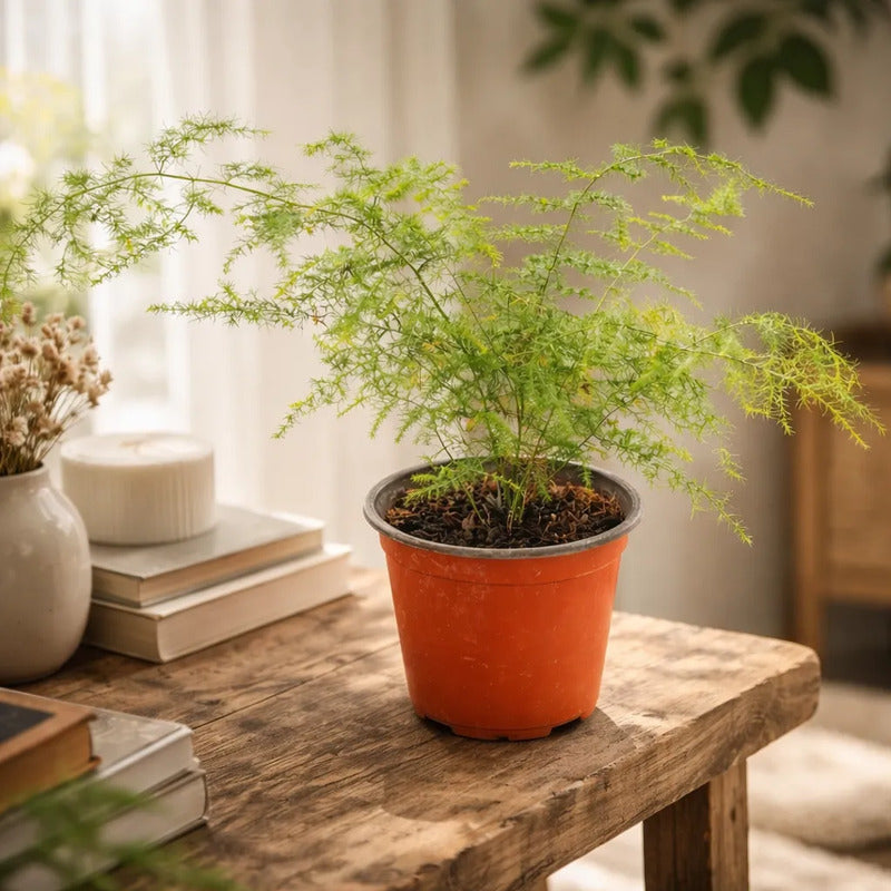 Helecho Plumoso Pequeño/ Planta Trepadora